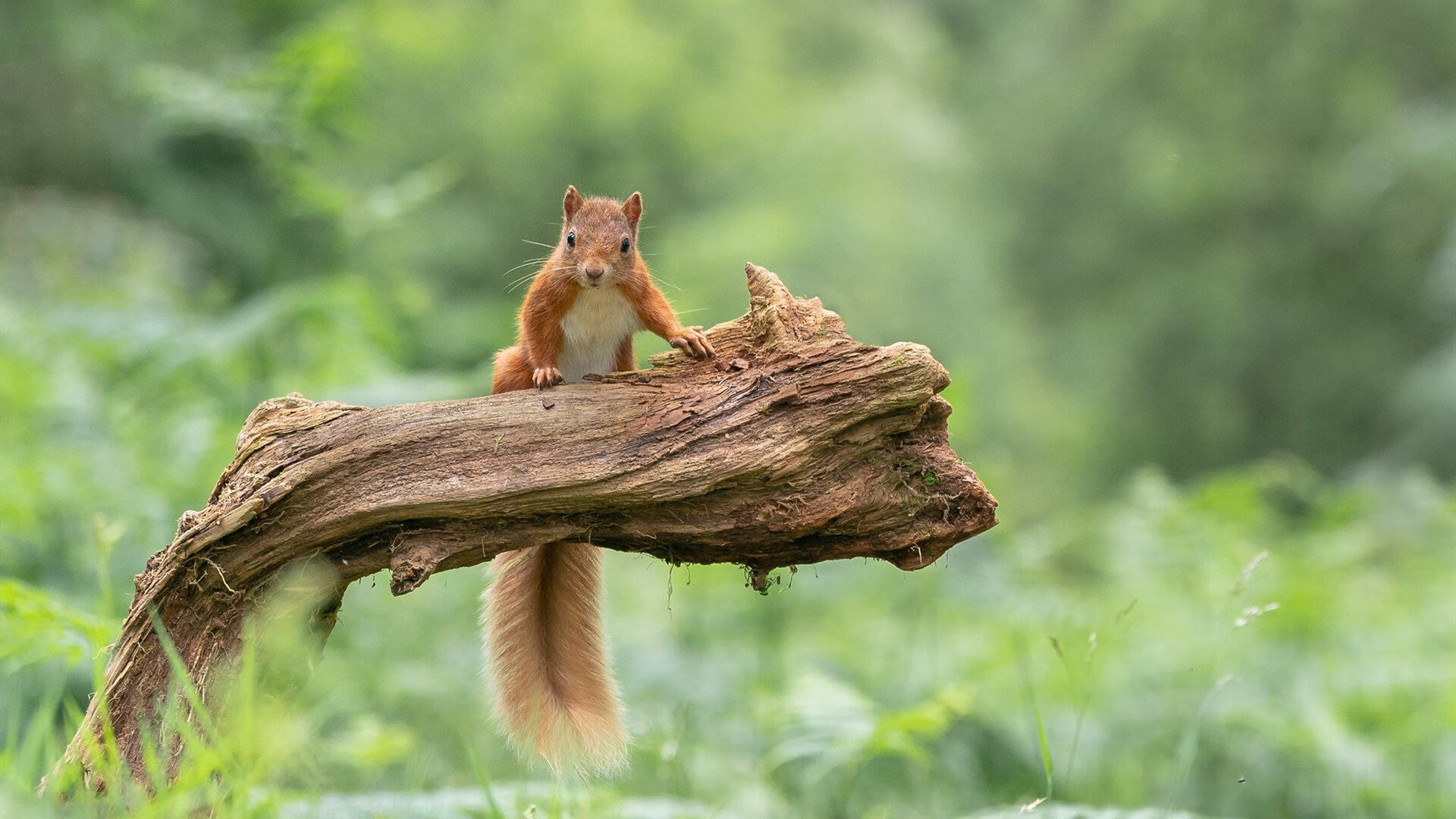 浓眉一柱擎天，欧冠王冠之夜