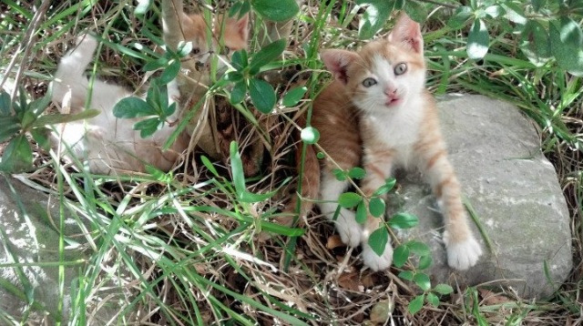 一球封喉！马克西绝命三分拯救湖人，紫金军团惊险猎杀森林狼