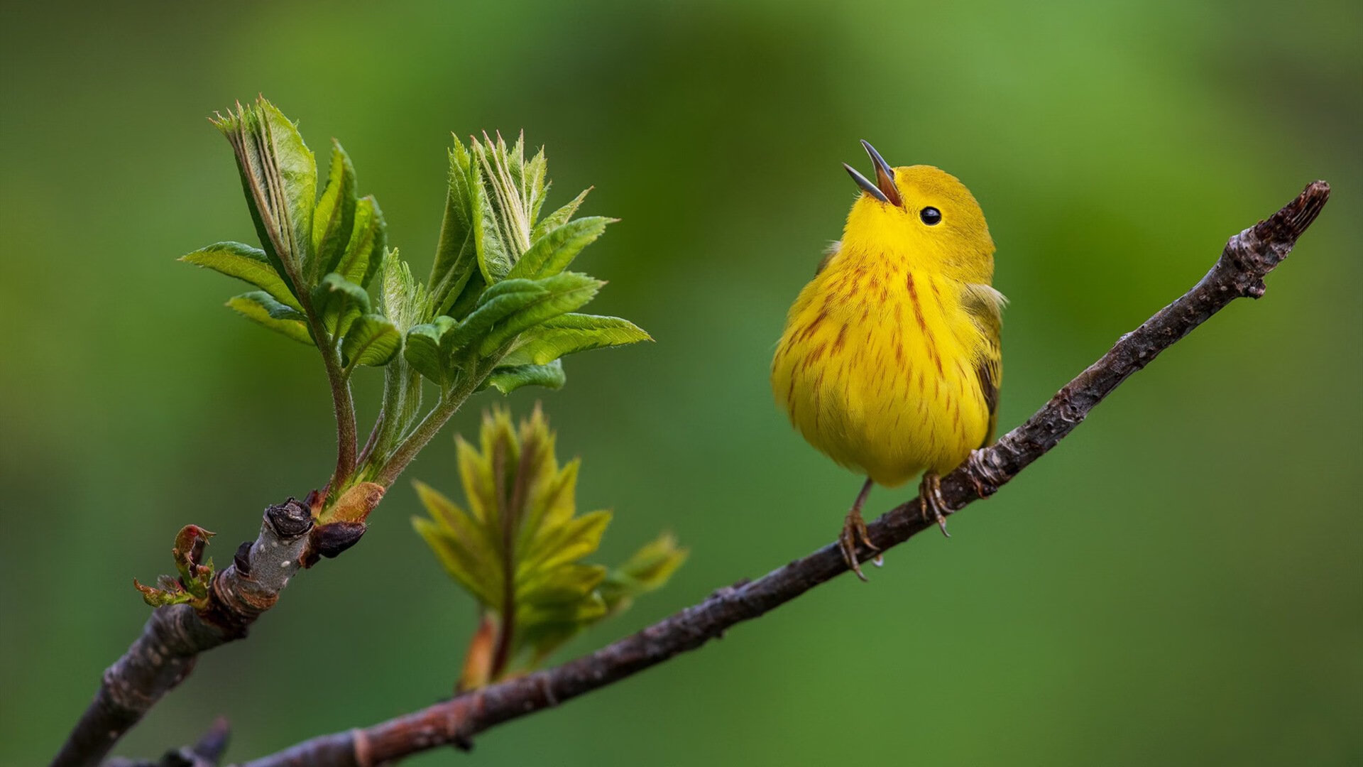 开云体育入口-破除质疑的战场，克里斯·保罗在绿军对决中重新定义自己
