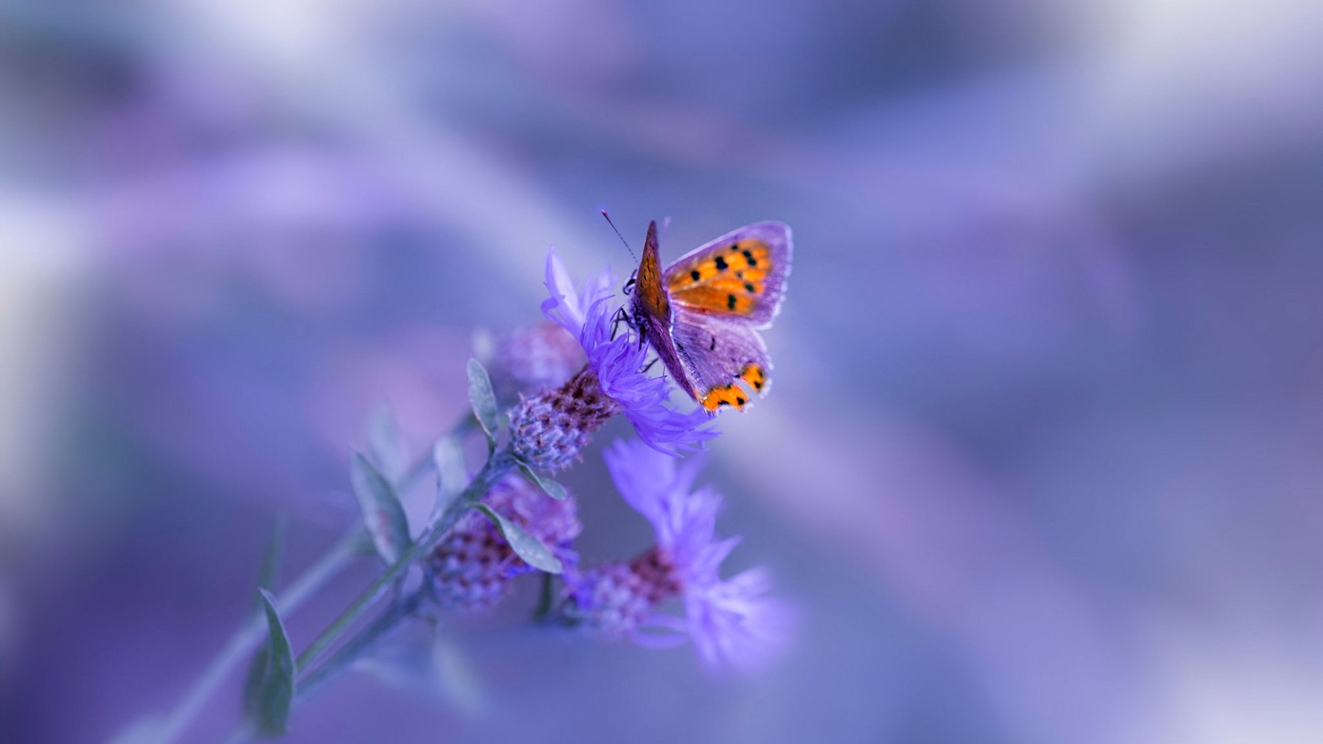 开云体育登录-马克西火力全开如火山爆发，灰熊第三节一波流击溃湖人防线