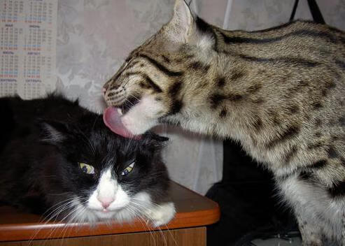 湖人战术铁笼窒息开拓者,武切维奇末节王者归来主宰胜负