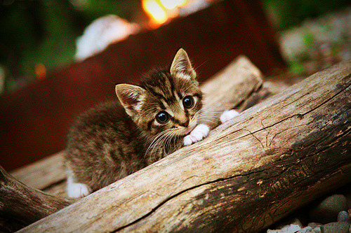 马丁内利闪耀全场，尼斯对阵阿根廷友谊赛的青春风暴
