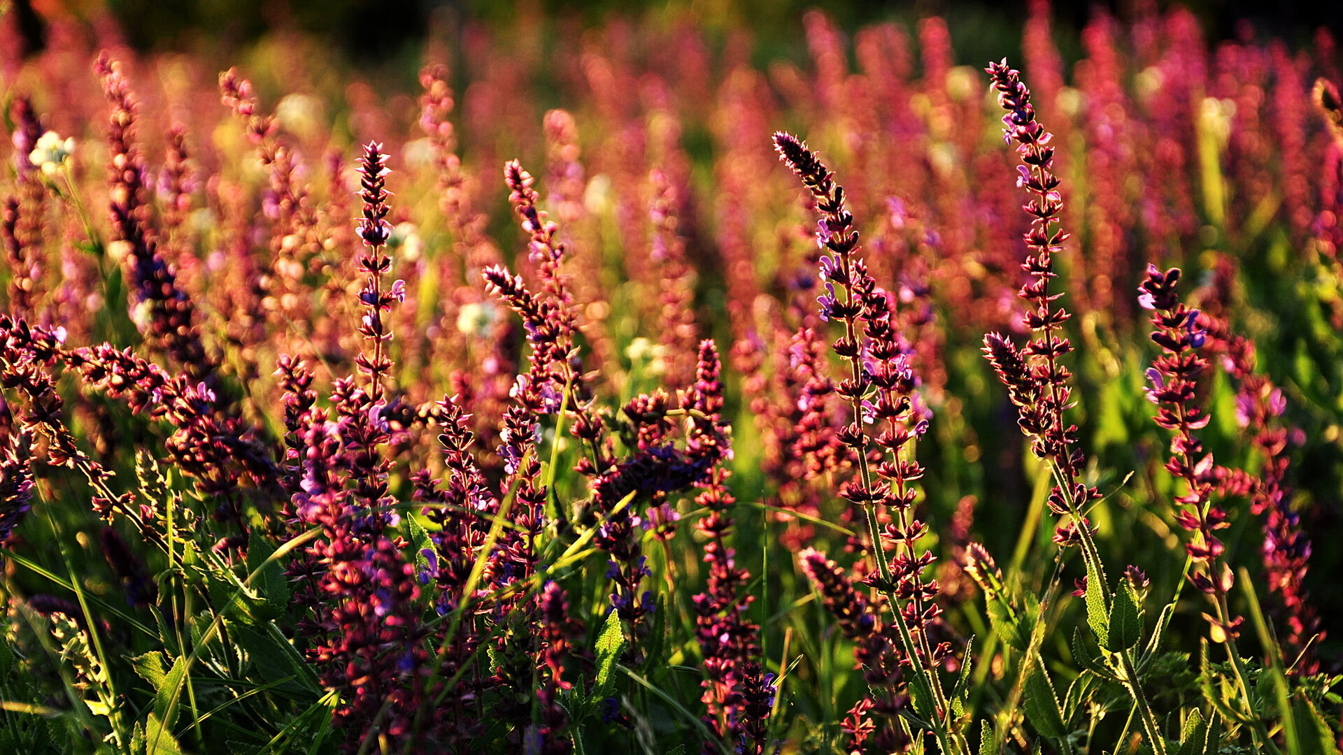 绝境狂袭，拉亚与圣西尔维安之火如何焚毁毕尔巴鄂防线