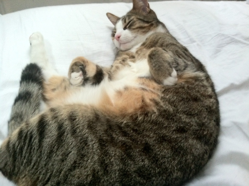 格纳布里绝境救主,波兰生死战的钢铁意志与非洲雄狮的悲壮挽歌