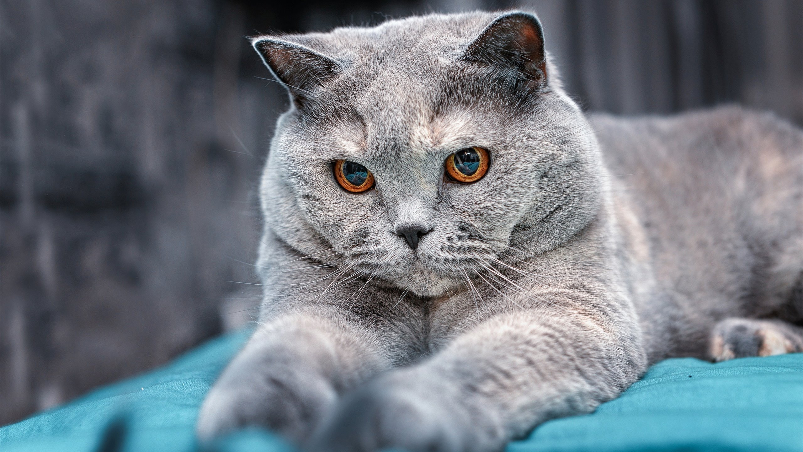 蓝桥惊雷,当巴尔韦德引领厄瓜多尔铁骑踏碎斯坦福桥