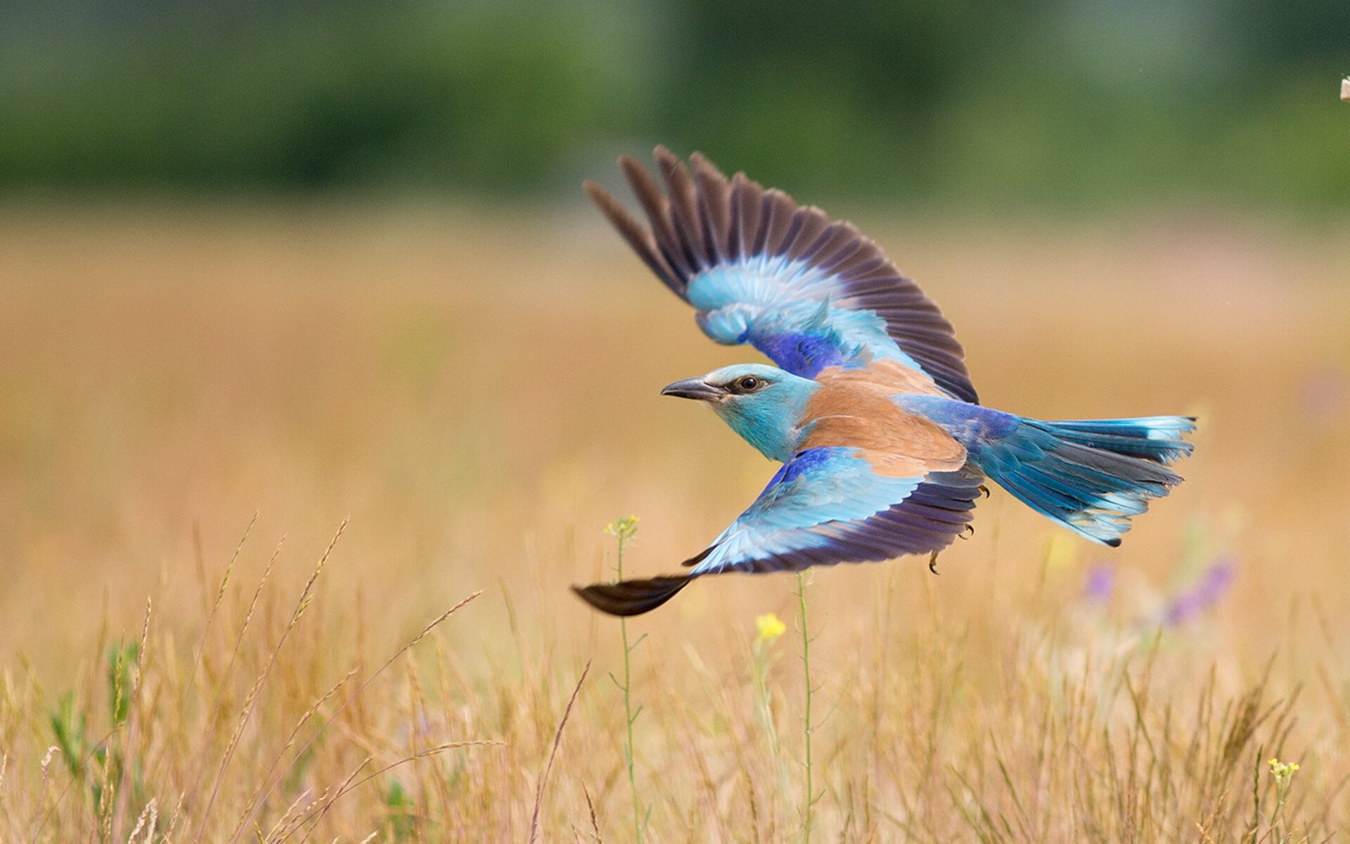 节奏的权力，当东契奇掌控全场，湖凯对决沦为背景音乐