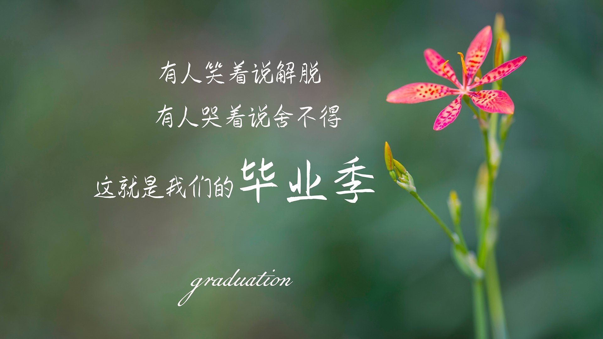 开云体育平台APP-格列兹曼冠军级表现，丹麦对阵卡塔尔赛事中的闪耀之光