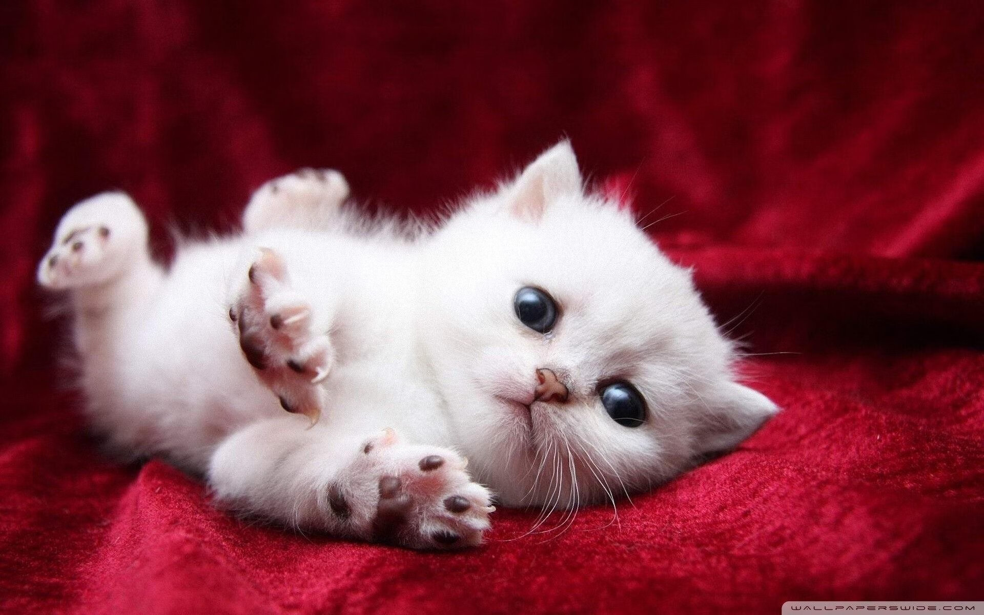 奥亚尔萨瓦尔独中三元导演卡塔尔奇迹,黄潜翻车震惊欧洲足坛