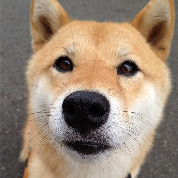 上海队强势击败老鹰,范弗利特里程碑之夜闪耀篮球跨界盛宴