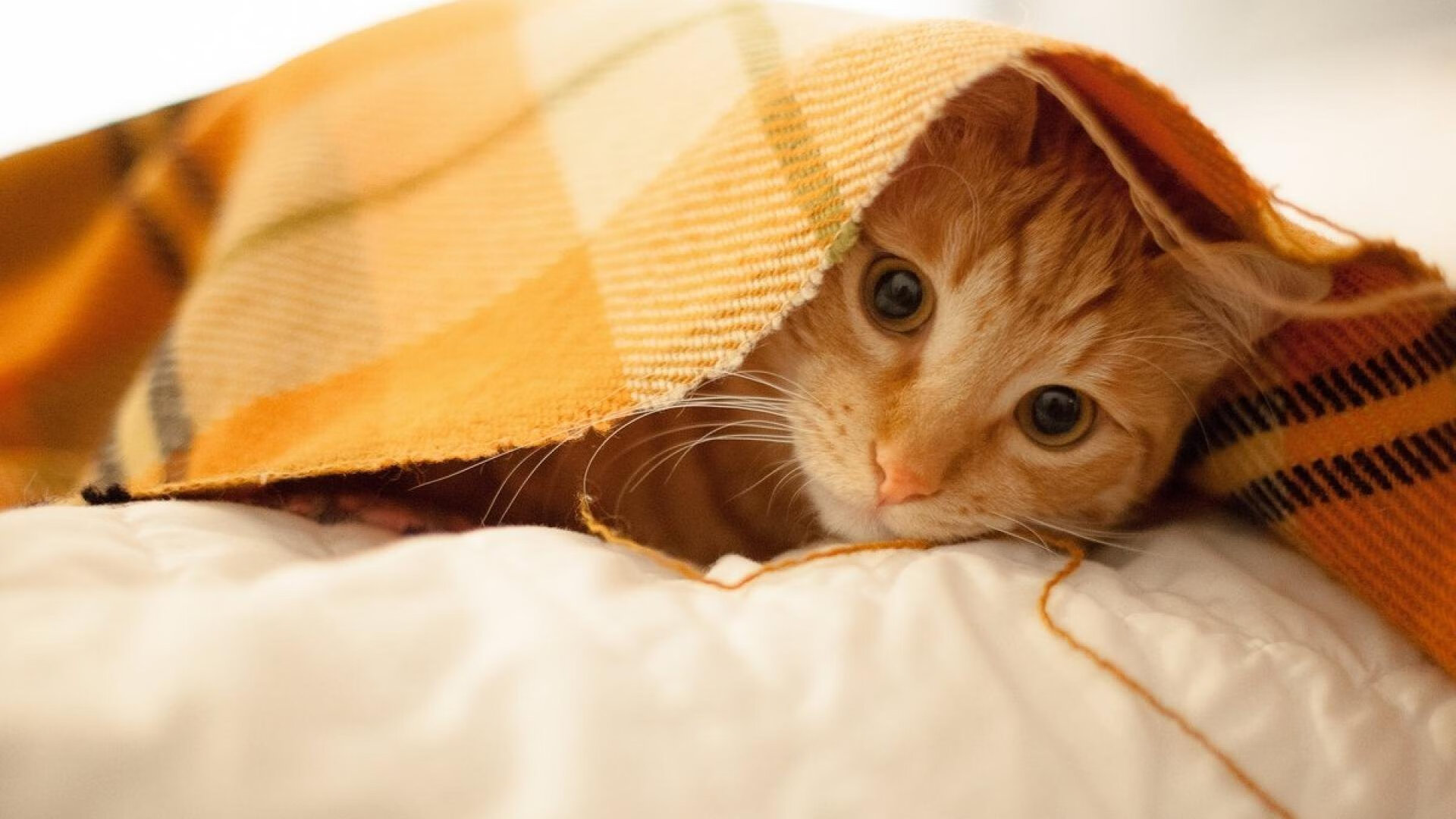 超时空铁闸，阿圭罗马赛穹顶下的伊朗终局