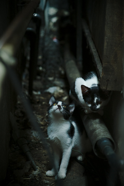 双线争锋,F1揭幕战燃情启航,勇士绝杀湖人定格经典