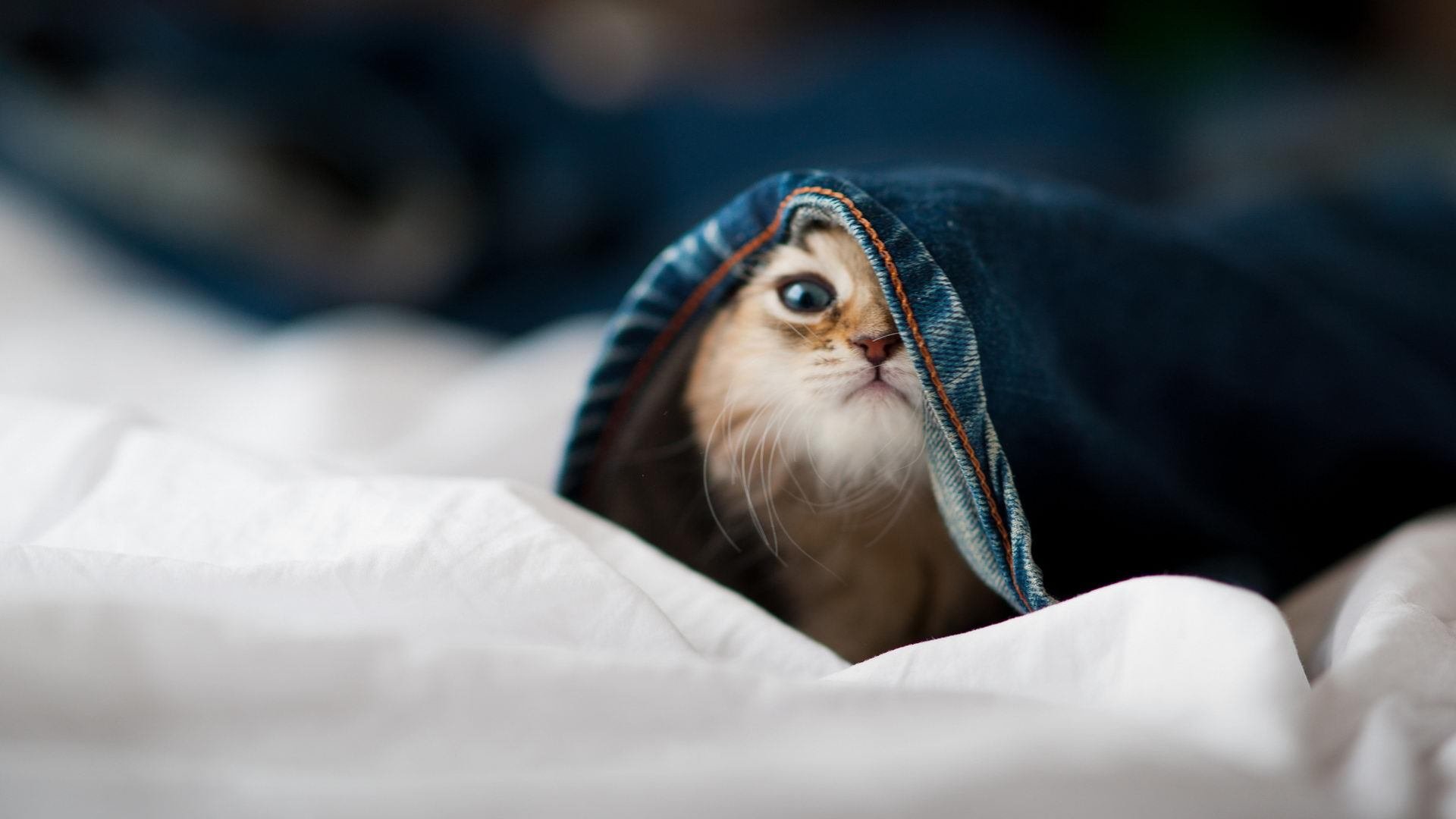 哈登独揽焦点却难救主，雷霆单节爆发击溃吉林